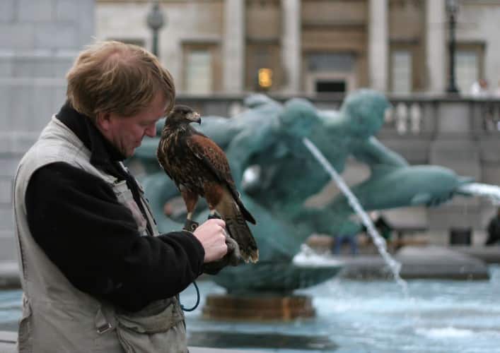 Falconer på Trafalgar Square
